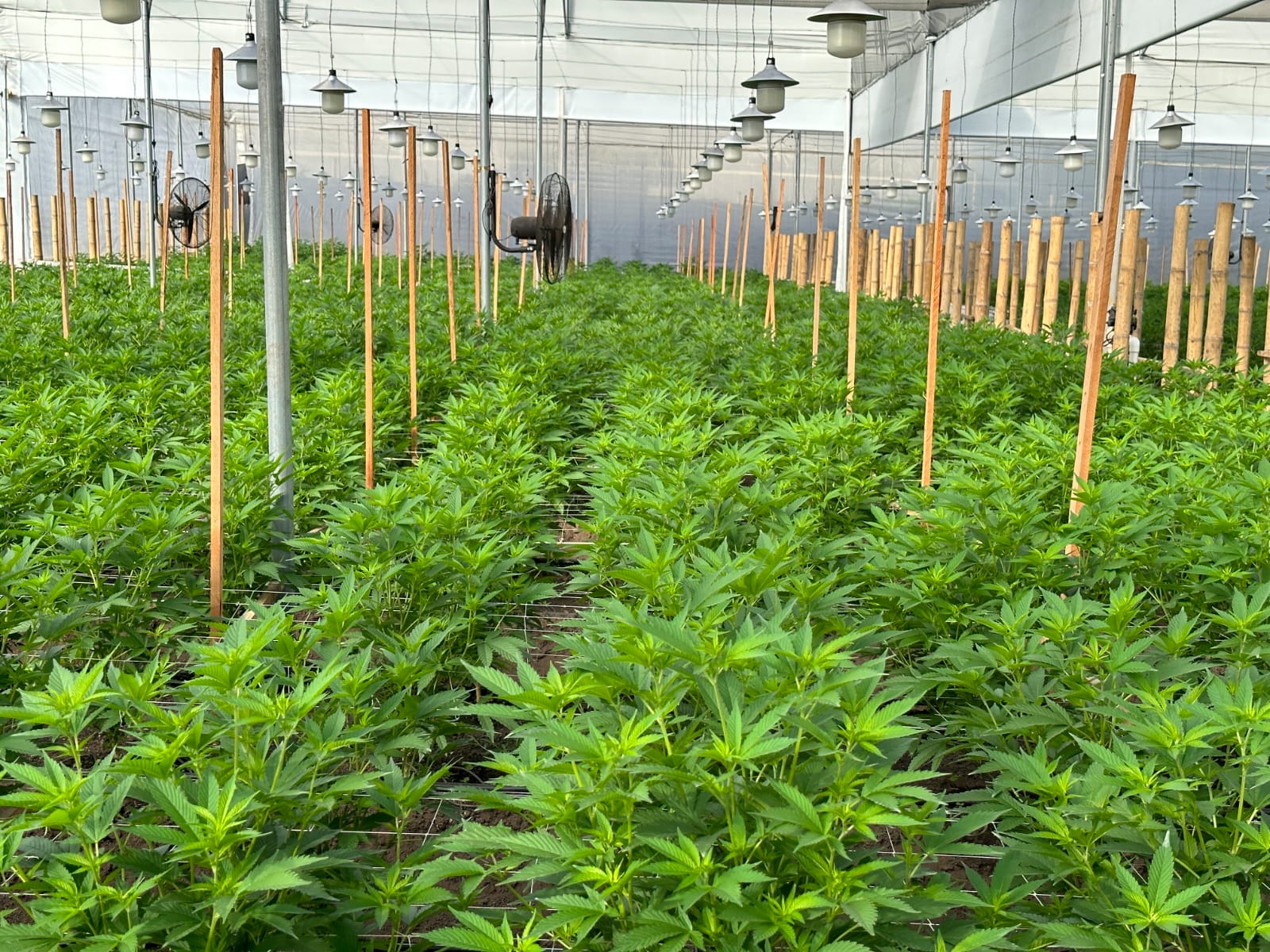 Organically grown cannabis facility at Verde Capital Organically grown cannabis facility